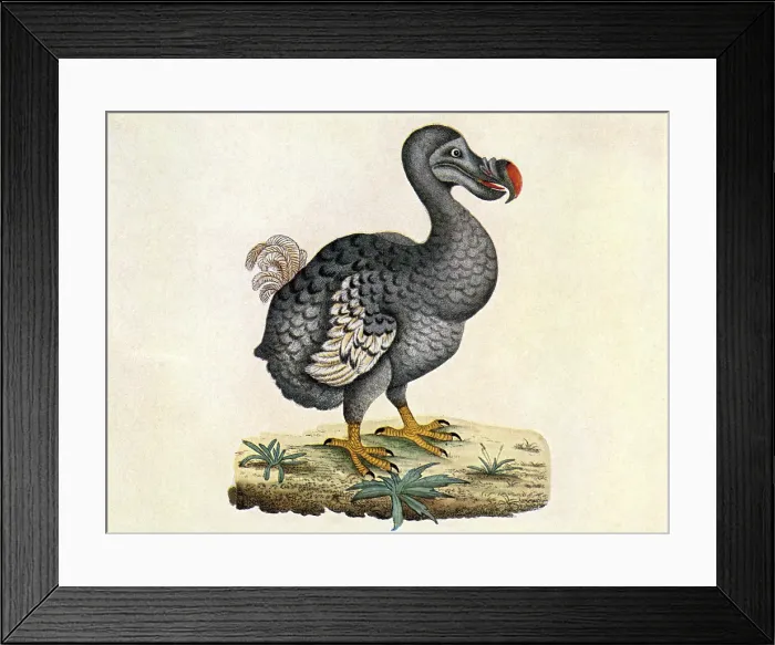 Framed Print : Raphus Cucullatus, Extinct Dodo Bird, Illustration Framed Print : Raphus Cucullatus, Extinct Dodo Bird, Illustration