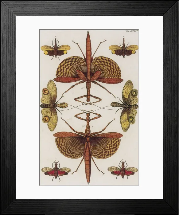 Framed Print : Insects, Seba's Thesaurus, 1734