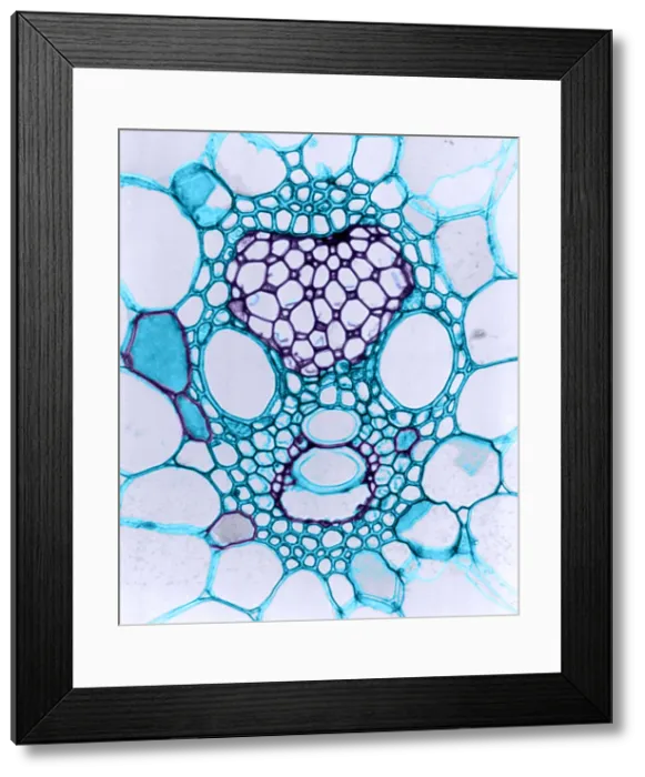 Framed Print : Corn Stem, light micrograph Framed Print : Corn Stem, light micrograph