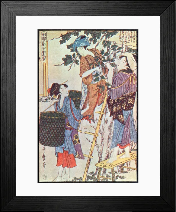 Framed Print : Gathering Mulberry Leaves, Silk Making in Japan Framed Print : Gathering Mulberry Leaves, Silk Making in Japan