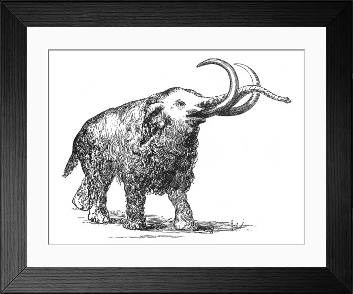 Framed Print : Mammoth, Cenozoic Mammal Framed Print : Mammoth, Cenozoic Mammal