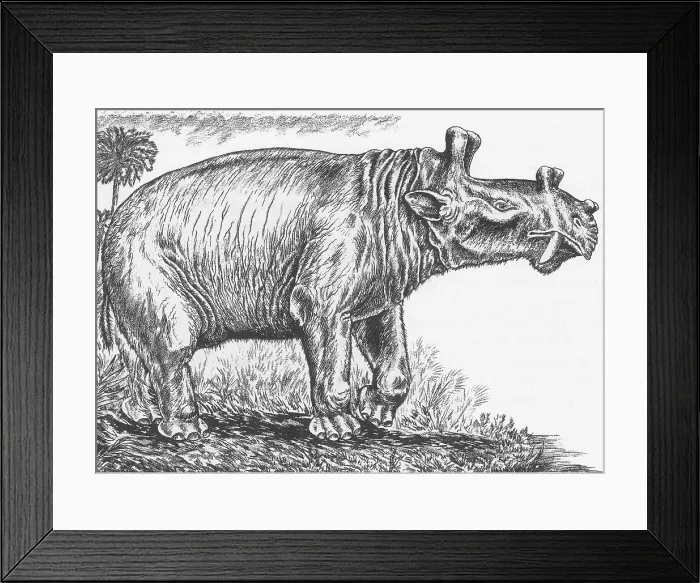 Framed Print : Eobasileus