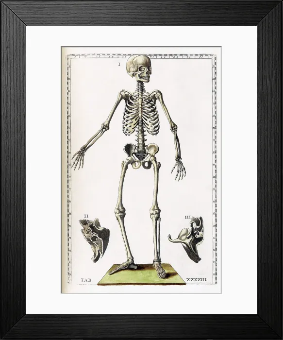 Framed Print : Eustachi, 'Tabulae anatomicae', 1783 Framed Print : Eustachi, 'Tabulae anatomicae', 1783