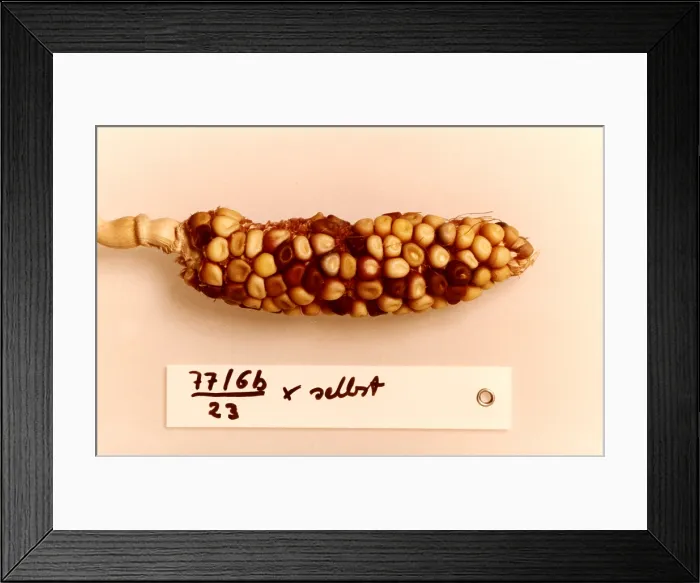 Framed Print : Maize Genetics Research by Barbara McClintock Framed Print : Maize Genetics Research by Barbara McClintock