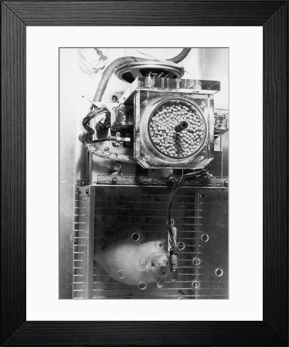Framed Print : Animal Testing, Lab Rat in Climate Chamber