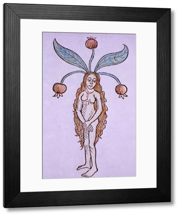 Framed Print : Hortus Sanitatis, Female Mandrake, Alchemy Plant Framed Print : Hortus Sanitatis, Female Mandrake, Alchemy Plant
