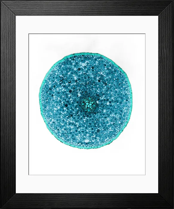 Framed Print : Ranunculus Root, light micrograph Framed Print : Ranunculus Root, light micrograph