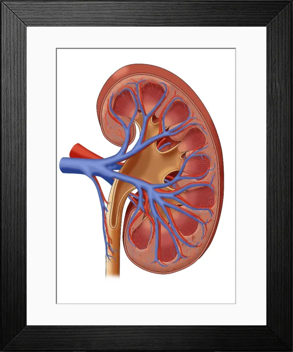 Framed Print : Healthy Kidney, Illustration Framed Print : Healthy Kidney, Illustration