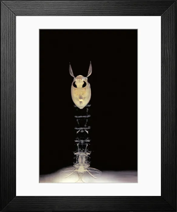 Framed Print : Phantom Midge Pupa Framed Print : Phantom Midge Pupa