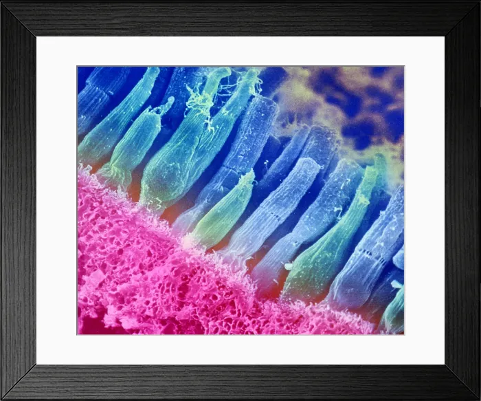 Framed Print : Rods and cones of the Eye's Retina, Under a Scanning Electron Microscope (SEM)
