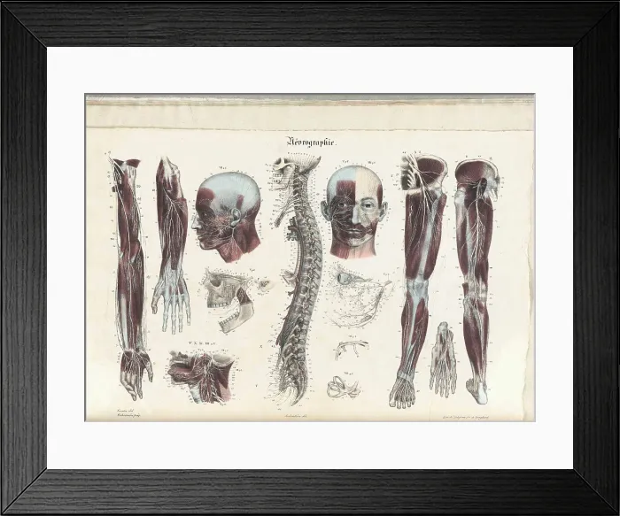 Framed Print : Anatomie Methodique Illustrations Framed Print : Anatomie Methodique Illustrations