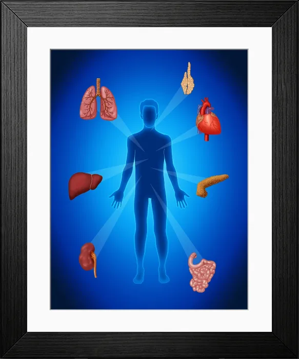 Framed Print : Organ Transplant, Illustration