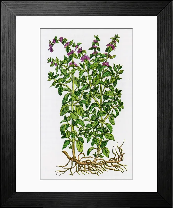 Framed Print : Pennyroyal, Alchemy Plant Framed Print : Pennyroyal, Alchemy Plant