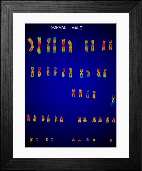 Framed Print : Karyotype, Normal Male Chromosomes