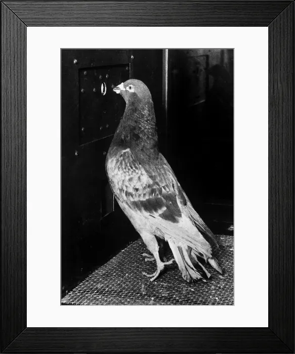 Framed Print : Animal Testing, Operant Conditioning, Skinner Box Framed Print : Animal Testing, Operant Conditioning, Skinner Box