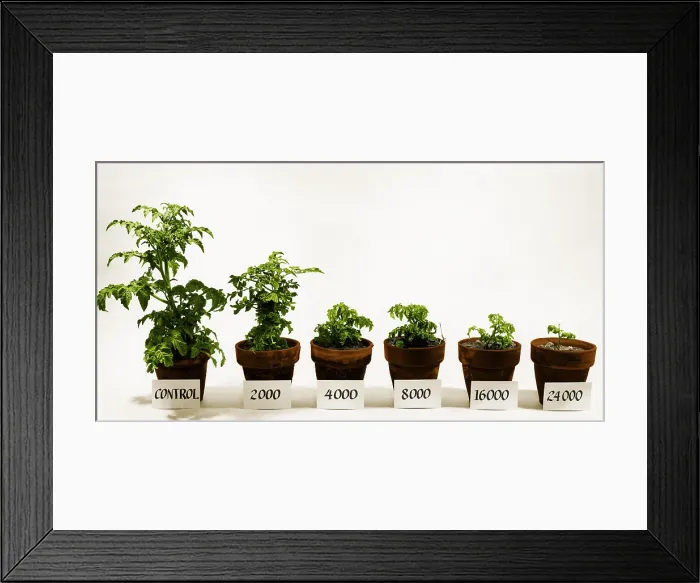 Framed Print : Radiation and Tomato Plants Framed Print : Radiation and Tomato Plants