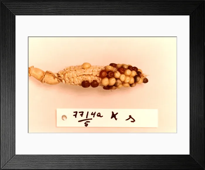 Framed Print : Maize Genetics Research by Barbara McClintock