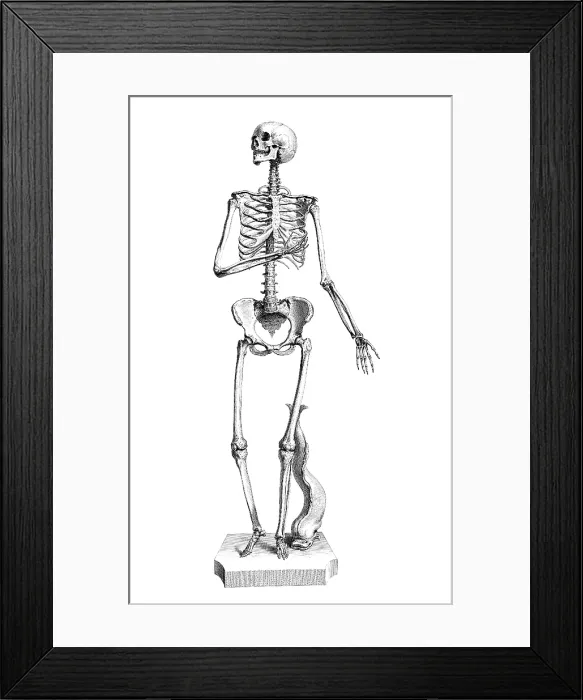 Framed Print : William Cheselden, 'Osteographia', 1733 Framed Print : William Cheselden, 'Osteographia', 1733