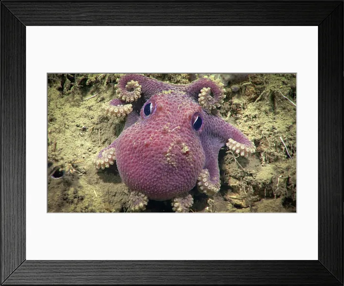Framed Print : Deep Sea Octopus (Bathypolypus bairdii) Framed Print : Deep Sea Octopus (Bathypolypus bairdii)