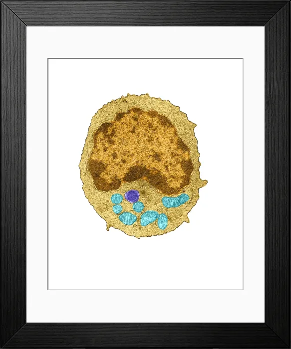 Framed Print : Immune System, Lymphocyte, TEM Framed Print : Immune System, Lymphocyte, TEM