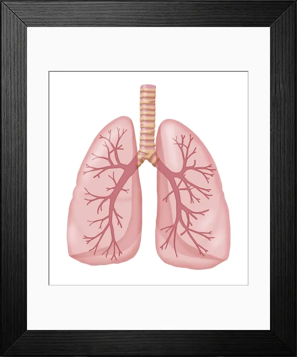 Framed Print : Healthy Lungs Framed Print : Healthy Lungs