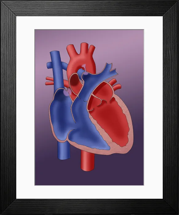 Framed Print : Newborn Heart, Illustration Framed Print : Newborn Heart, Illustration