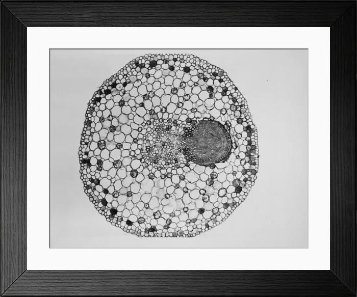 Framed Print : Willow Root Branch under a microscope