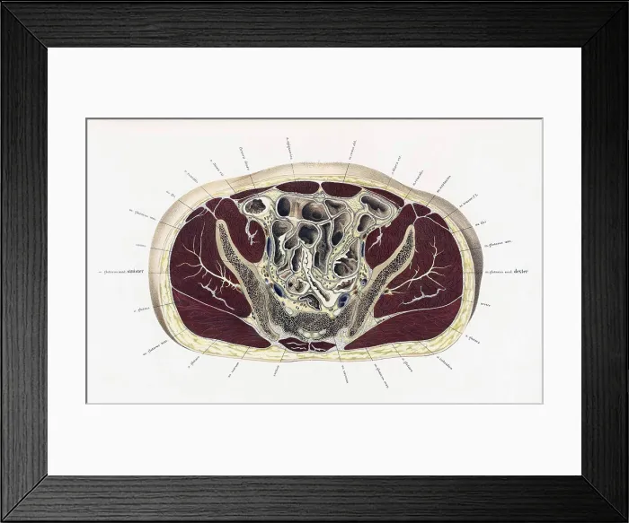 Framed Print : Topographisch-anatomischer, Braune, 1872 Framed Print : Topographisch-anatomischer, Braune, 1872