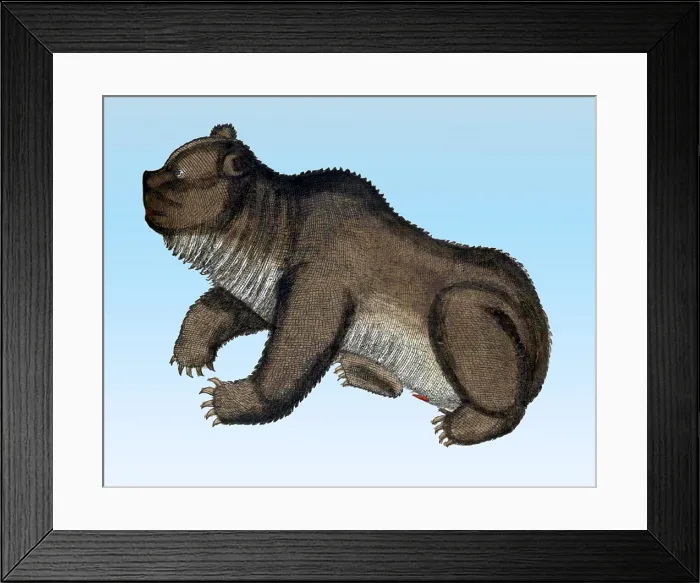 Framed Print : Gessner, Bear, 16th Century