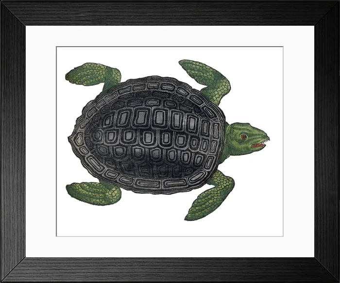 Framed Print : Gessner, Sea Turtle, 16th Century