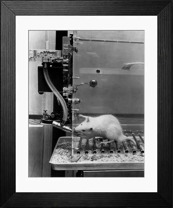 Framed Print : Animal Testing, Behavioral Research