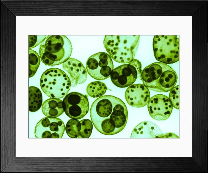 Framed Print : Green algae, Volvox sp. light micrograph Framed Print : Green algae, Volvox sp. light micrograph