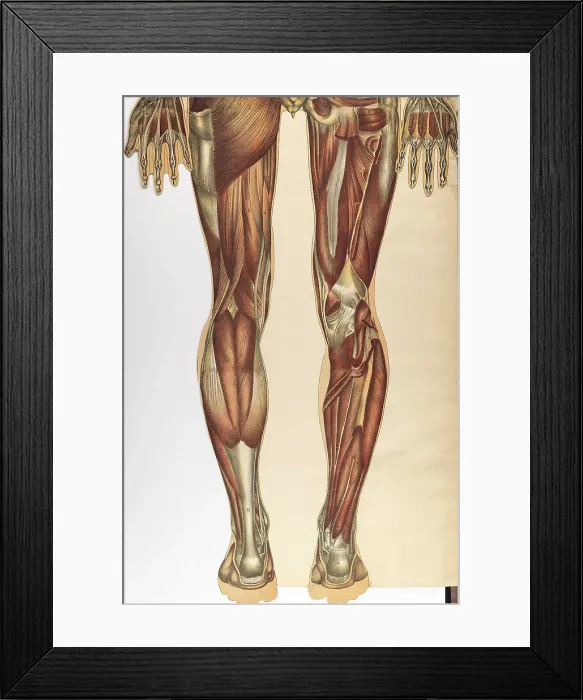 Framed Print : Julien Bougle, Le corps humain, 1899 Framed Print : Julien Bougle, Le corps humain, 1899