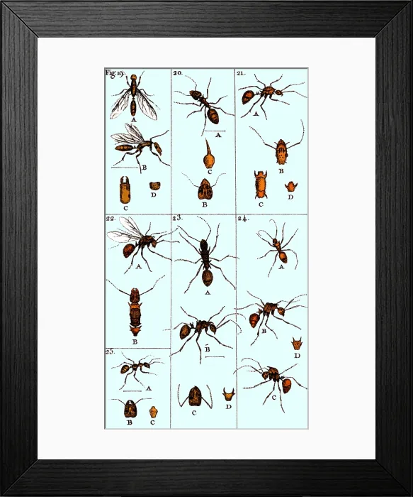 Framed Print : Natural History of Ants, 1802 Framed Print : Natural History of Ants, 1802