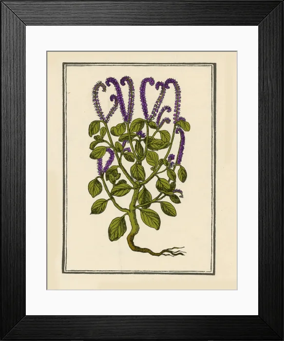 Framed Print : Heliotrop. According to Greek mythological legend Framed Print : Heliotrop. According to Greek mythological legend