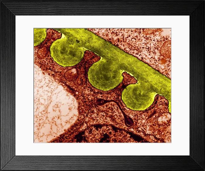 Framed Print : Tomato Chloroplast, TEM Framed Print : Tomato Chloroplast, TEM