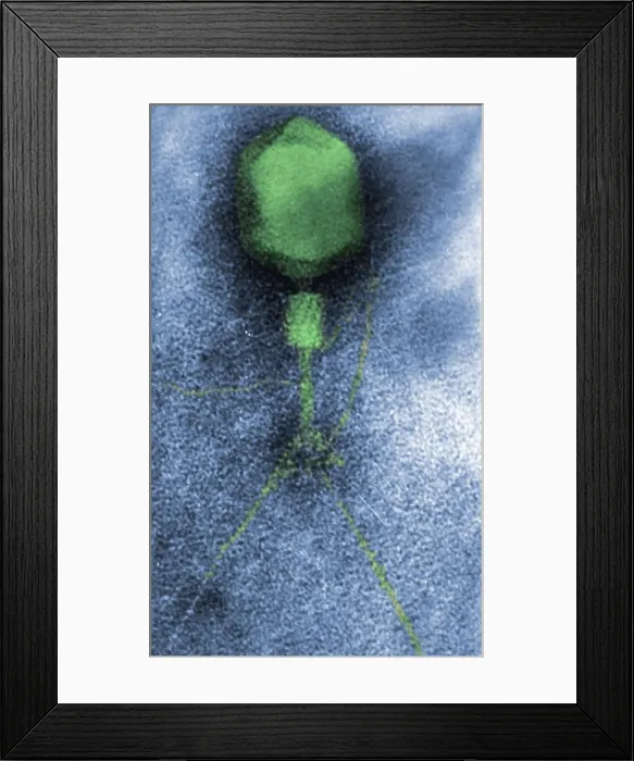 Framed Print : Enterobacteria Phage T4, Capsid and Tail, TEM Framed Print : Enterobacteria Phage T4, Capsid and Tail, TEM