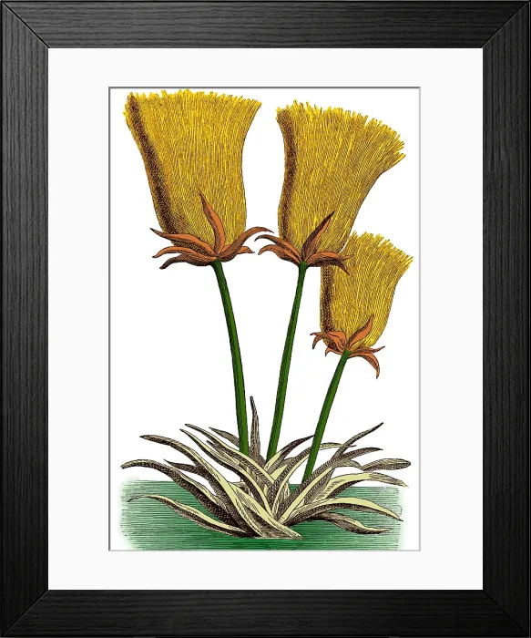 Framed Print : Egyptian Papyrus Framed Print : Egyptian Papyrus