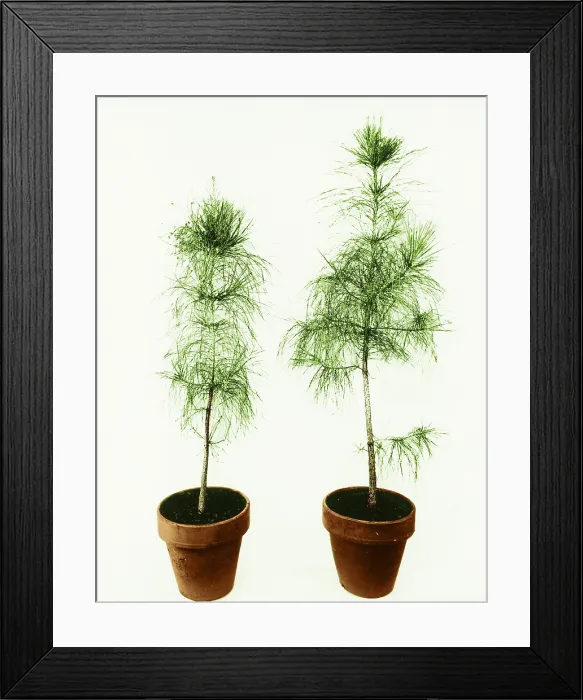 Framed Print : Loblolly Pine Gibberellic Acid Experiment Framed Print : Loblolly Pine Gibberellic Acid Experiment