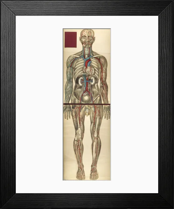 Framed Print : Julien Bougle, Le corps humain, 1899 Framed Print : Julien Bougle, Le corps humain, 1899