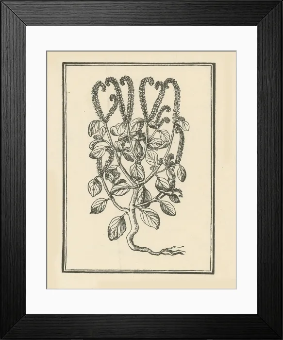 Framed Print : Heliotrop. According to Greek mythological legend Framed Print : Heliotrop. According to Greek mythological legend