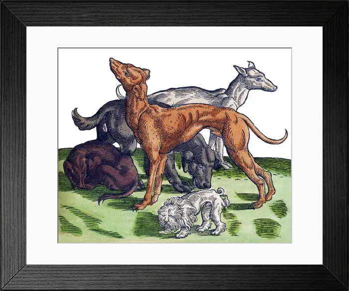 Framed Print : Gessner, Dogs, 16th Century Framed Print : Gessner, Dogs, 16th Century