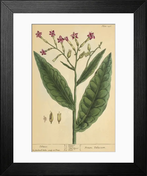 Framed Print : Tobaco, Medicinal Plant, 1737 Framed Print : Tobaco, Medicinal Plant, 1737