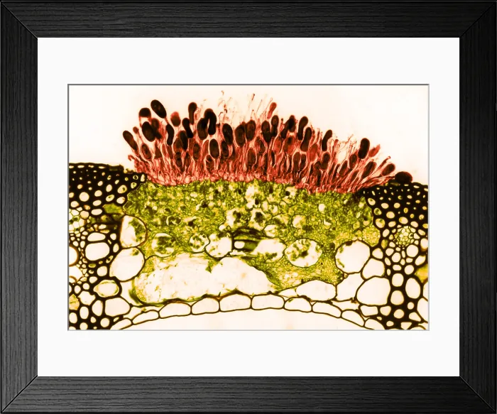 Framed Print : Black Stem Rust (Puccinia graminis), Fungi, light micrograph Framed Print : Black Stem Rust (Puccinia graminis), Fungi, light micrograph