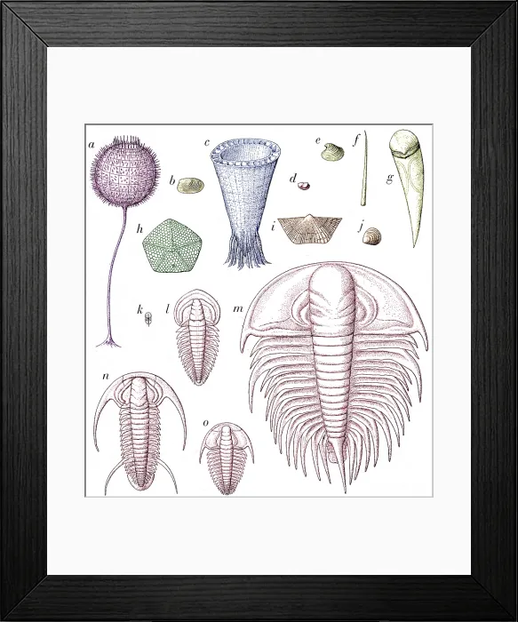 Framed Print : Cambrian Fauna Framed Print : Cambrian Fauna