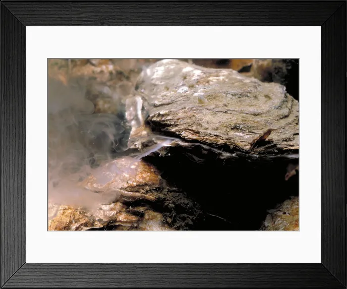 Framed Print : Oyster & Sperm Framed Print : Oyster & Sperm
