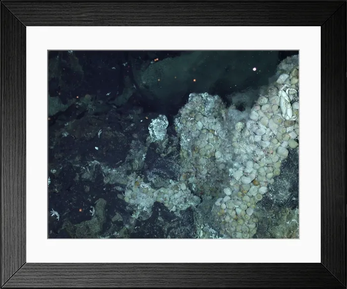 Framed Print : Active Hydrothermal Vent Framed Print : Active Hydrothermal Vent