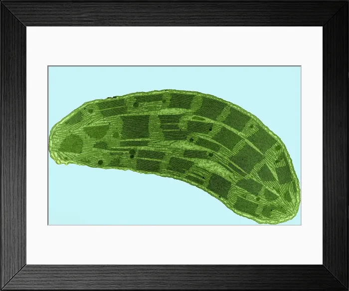 Framed Print : Corn Leaf Chloroplast, TEM Framed Print : Corn Leaf Chloroplast, TEM