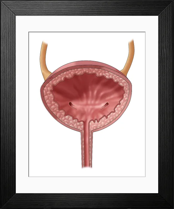 Framed Print : Bladder, Illustration Framed Print : Bladder, Illustration
