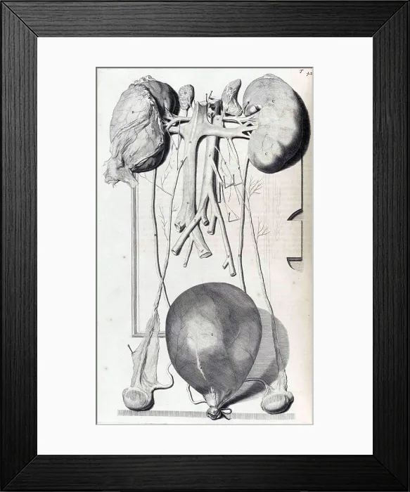 Framed Print : Anatomia humani corporis, Table 42, 1690